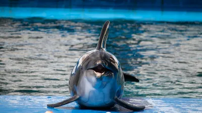 Найденного погибающим дельфина поместили в дельфинарий во Флориде | ИА  Красная Весна