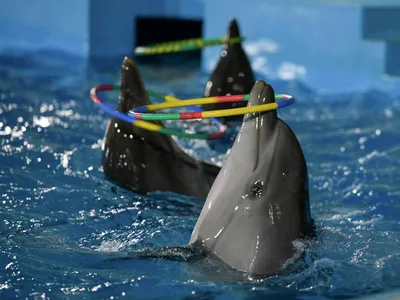 Колоннада\" на воде: что происходит в абхазском национальном дельфинарии -  07.08.2022, Sputnik Абхазия