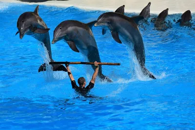 Почему дельфинарии - это плохо? Как я встретила дельфинов в открытом море |  ТвойМилыйДруг | Дзен