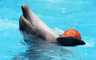 День китов и дельфинов отмечают сегодня в мире - 19.02.2018, Sputnik  Беларусь