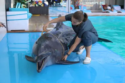 Одесские айболиты: как в дельфинарии «Немо» китообразных и ластоногих лечат  (общество) | Новости Одессы