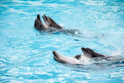 Дельфинарий Акватория в Адлере: расписание и цены 2023