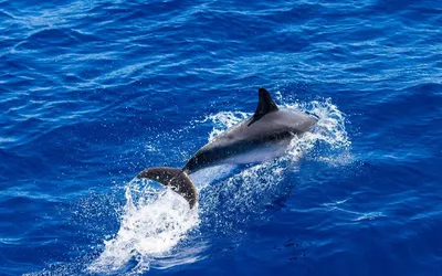 Как черноморские дельфины попадают в зарубежные дельфинарии