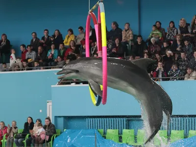 В частном дельфинарии во Владивостоке устраивают шоу с краснокнижными  дельфинами (ФОТО; ВИДЕО) – Новости Владивостока на VL.ru