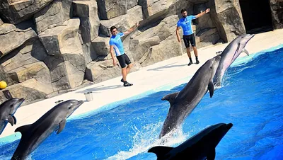 В Севастополе владелец дельфинария выбросил дельфинов в море из-за экономии  | Аргументы и факты – aif.ru | Дзен