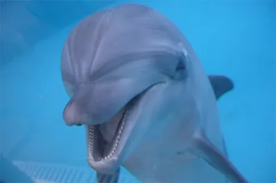 Save Dolphins / Дельфины и киты / Dolphin Project - ПОЧЕМУ НЕ СЛЕДУЕТ  ХОДИТЬ В ДЕЛЬФИНАРИЙ 1. Спрос на дельфинарии напрямую связан с угрозой  исчезновения дельфинов и других видов китообразных. Уже давно