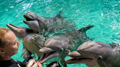 Как назвали дельфинов, недавно родившихся в Харькове - Город Х