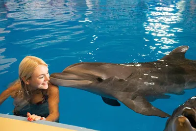 Оштрафовали директора дельфинария Севастополя, выпустившего в море дельфинов  - SevastopolMedia