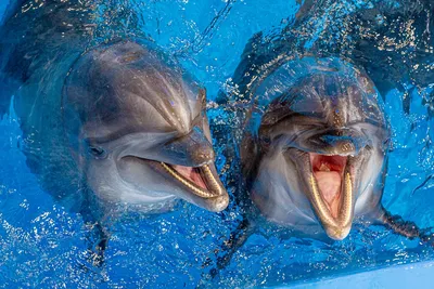 Дельфинарий Набережные Челны | ВКонтакте