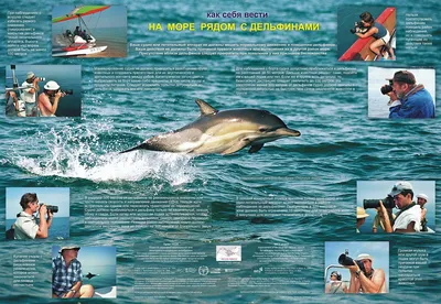 БЕРДЯНСК дельфинарий НЕМО - обзор, цены 2023, фото