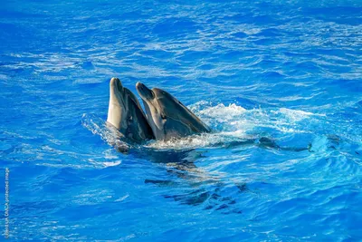 Что не так с океанариумами и дельфинариями