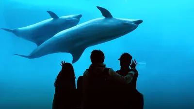 Хлорированная тюрьма: 4 июля – Международный день пленных дельфинов –  Рубрика