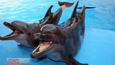 Дельфинарии в Курортном, Крым.