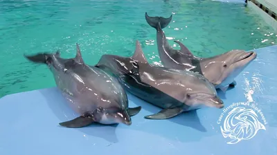 Голос надежды. Выброшенных дельфинов в Крыму ищут, прослушивая море |  Природа | Общество | Аргументы и Факты