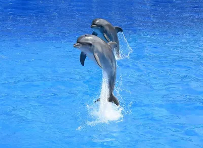 Правила и нормы содержания дельфинов: чем озадачить экоинспекцию ~  Дельфинарий: хлорированная тюрьма