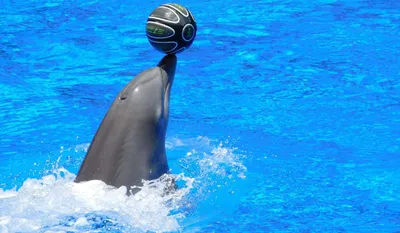 Фан-клуб дельфинов - Почему дельфины выпрыгивают из воды? Резвые прыжки  дельфинов над водой — красивое и завораживающее зрелище, которое привлекает  множество зрителей в дельфинарии. Играя в «догонялки» с кораблями, дельфины  тоже совершают