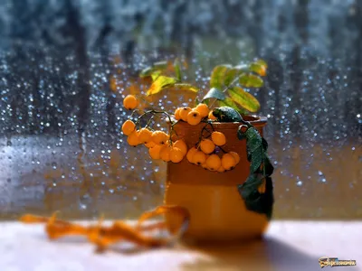 Весенний дождь за окном - 32 фото