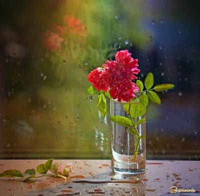 Обои листья, цветы, природа, дождь, обои, заставка, розовые бутоны, дождь за  моим окном, капли дождя на стекле картинки на рабочий стол, раздел природа  - скачать
