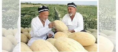 Семена дыни Торпеда (мирзачульская) узбекская купить в Камышине | Товары  для дома и дачи | Авито