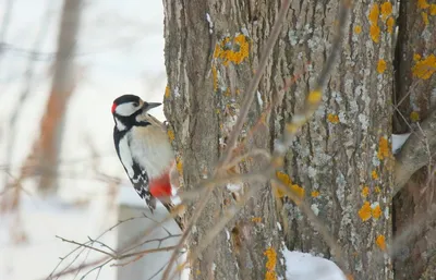 Наблюдения за птицами в природе зимой