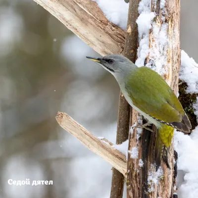 ⬇ Скачать картинки Дятлы, стоковые фото Дятлы в хорошем качестве |  Depositphotos