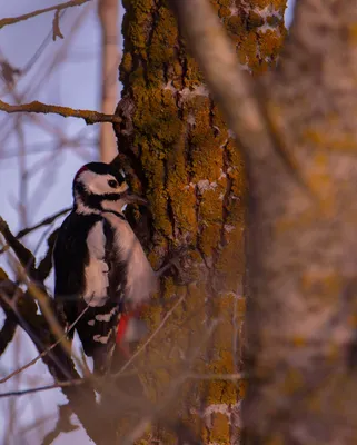 Как зимует пёстрый дятел: 8 интересных фактов из жизни оседлой птицы |  Приключения натуралиста | Дзен