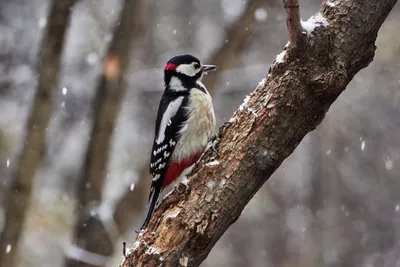 Чем питается дятел зимой, Белоспинный дятел, white-backed woodpecker in  winter - YouTube