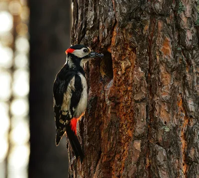 Большой пестрый дятел долбит дерево, Woodpecker chisels wood - YouTube