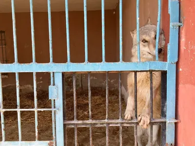 Кого называют тамандуа: в Московском зоопарке поселились муравьеды /  Новости города / Сайт Москвы