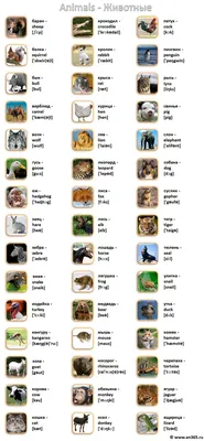 Животные на английском языке в картинках с переводом и транскрипцией для  детей и взрослых/ Английский онлайн | Английский язык, Английский, Язык