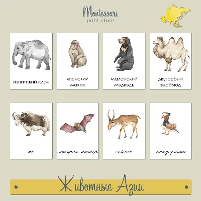 Названия животных как глаголы в английском языке - YouTube