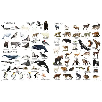 Animals and their young. Names of animals and their young. - YouTube