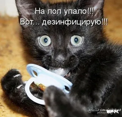 Смешные картинки котят с надписями (55 фото) - 55 фото