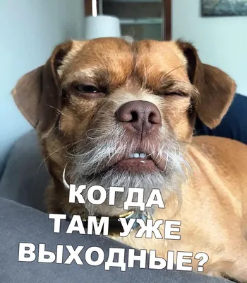 Смешные собаки с надписями (70 фото) - картинки sobakovod.club