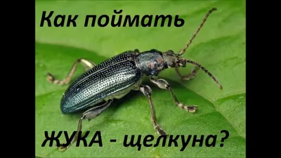 Как поймать жука - щелкуна? Проверенные ловушки! - YouTube