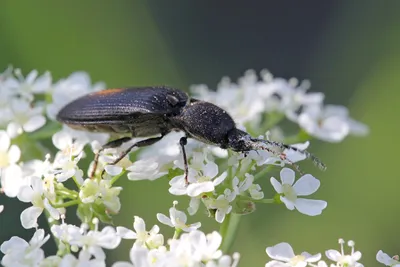 Изображение жука-щелкуна на белом фоне насекомое животное | Премиум Фото