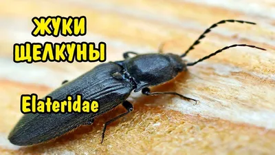 ЖУК-ЩЕЛКУН. Elateridae - YouTube