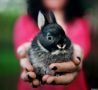 Чёрный кролик в руках девочки с чёрными ногтями — Фото на аву | Cute  animals, Baby animals, Animals