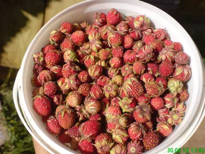 Как называются по Вашему эти ягоды?: kukmor — LiveJournal - Page 3