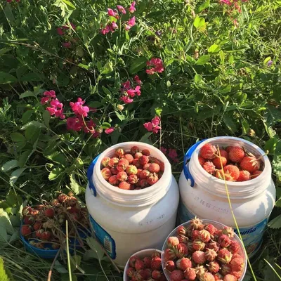 Пензенцы хвалятся в соцсетях урожаем ягод