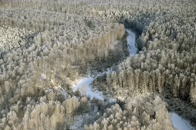 Зимняя тайга... | Фотосайт СуперСнимки.Ру
