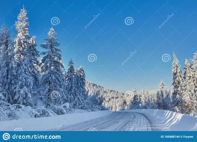Зимняя тайга Дорога, окружённая снежной личиной Стоковое Фото - изображение  насчитывающей ñ ð½ðµð¶oðº, ð¼oñ€ñ : 165688144