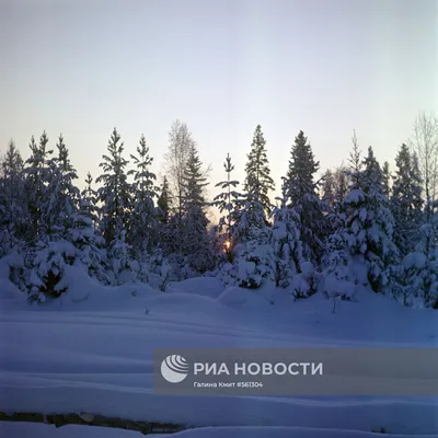 Зимняя тайга | РИА Новости Медиабанк