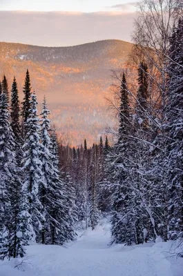 Зимняя Тайга - 46 фото