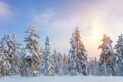 Купить фотообои Пейзаж «Сказочная зимняя тайга» | PINEGIN