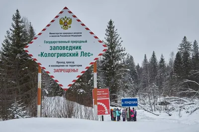 Экскурсия в зимнюю тайгу - ФГБУ «Государственный заповедник «Кологривский  лес»