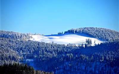 Картинка Синее небо над зимней тайгой » Зима » Природа » Картинки 24 -  скачать картинки бесплатно