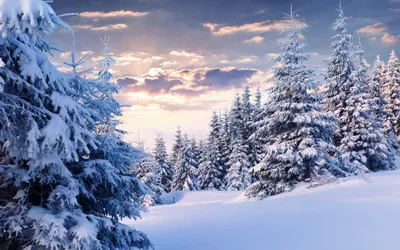 Картинка Зимняя тайга » Зима » Природа » Картинки 24 - скачать картинки  бесплатно