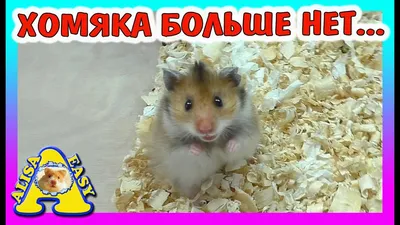 Заводим хомяка: выбор клетки (а может, и не клетки) | Пикабу