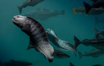 Зубатка - монстр северных морей | Пикабу